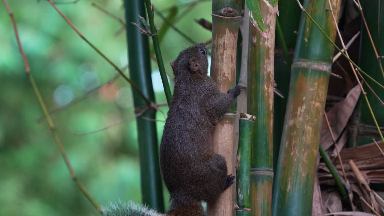 una linda ardilla de pallas abrazándose y agarrándose a un palo de bambú vertical y moviéndose lentamente hacia arriba en el parque forestal de daan en taipei, taiwan