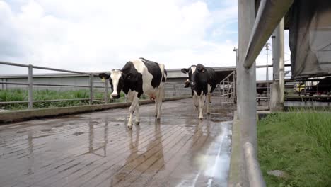 Vaca-De-Ganado-Caminando-En-Línea-En-Una-Granja-Orgánica,-Producción-De-Leche