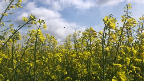 Gelbe-Blume-Im-Sommer,-Frische-Luftbrise-Auf-Dem-Land