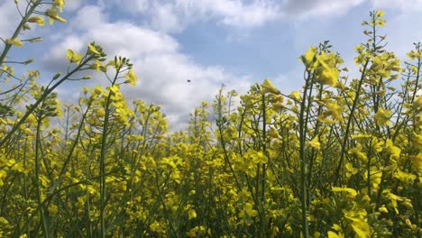 yellow-flower-in-summer-fresh-air-breeze-in-the-countryside