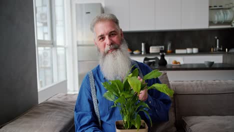 Portrait-of-a-happy-elderly-man-with-gray-hair-with-a-lush-beard-and-in-a-blue-shirt-who-is-sitting-on-the-sofa-and-holding-a-green-houseplant-in-a-pot-in-his-hands-in-a-modern-apartment