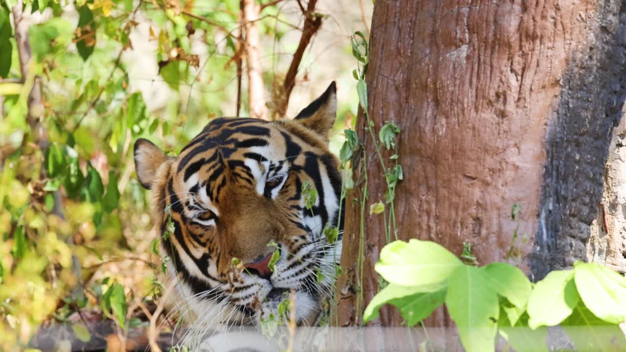 자연 서식지 에서 나무  에서 휴식 하는 호랑이