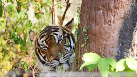 tigre relajándose bajo un árbol en su hábitat natural