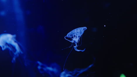 beautiful jelly fish, center frame, in black tank, lit up, swimming, vertical, slow motion