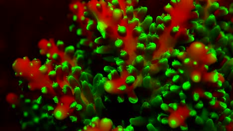 coral verde y rojo fluorescente filmado durante una inmersión nocturna en un arrecife de coral en filipinas