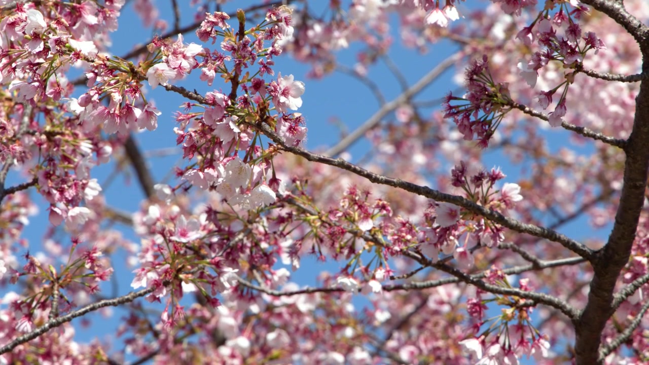 Vivaci fiori di sakura rosa ondeggiano dolcemente sui rami degli alberi sotto la luce solare intensa a Tokyo, Giappone.