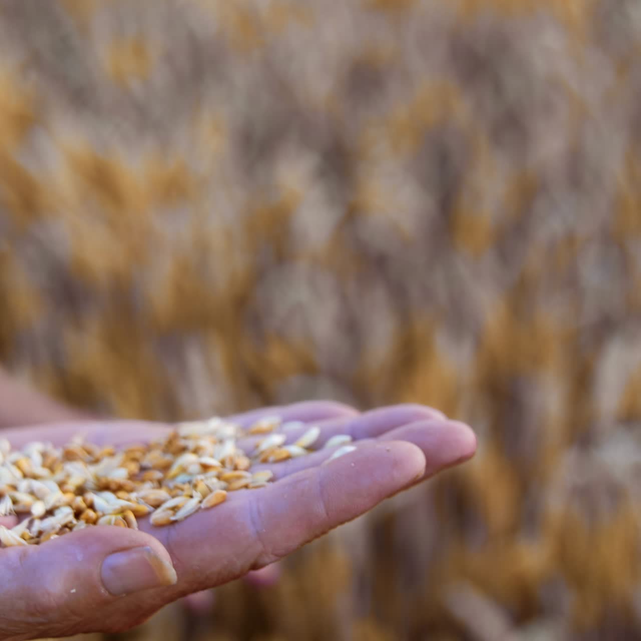 Ripe grains of wheat on the palm of unrecognized man. Farmer blows at seeds to get rid of chaff. Close up. Blurred backdrop