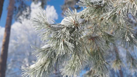 frozen snow covered pine tree branches in deep forest, close up