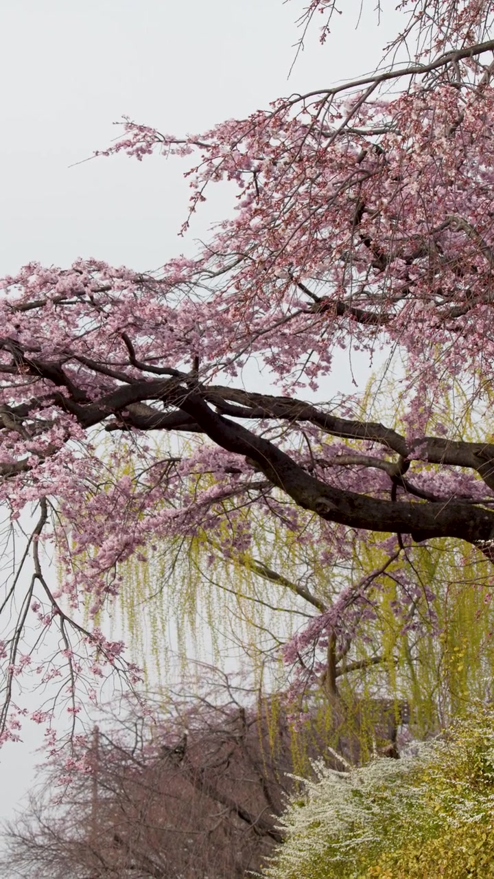 Primo piano di fiori di sakura rosa su un ramo di ciliegio piangente in primavera.