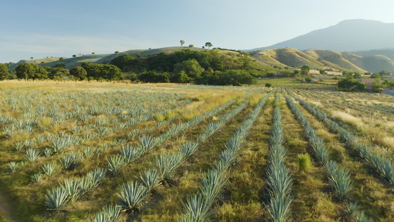 vuelo aéreo bajo sobre campos de agave azul en finca rural en tequila, méxico