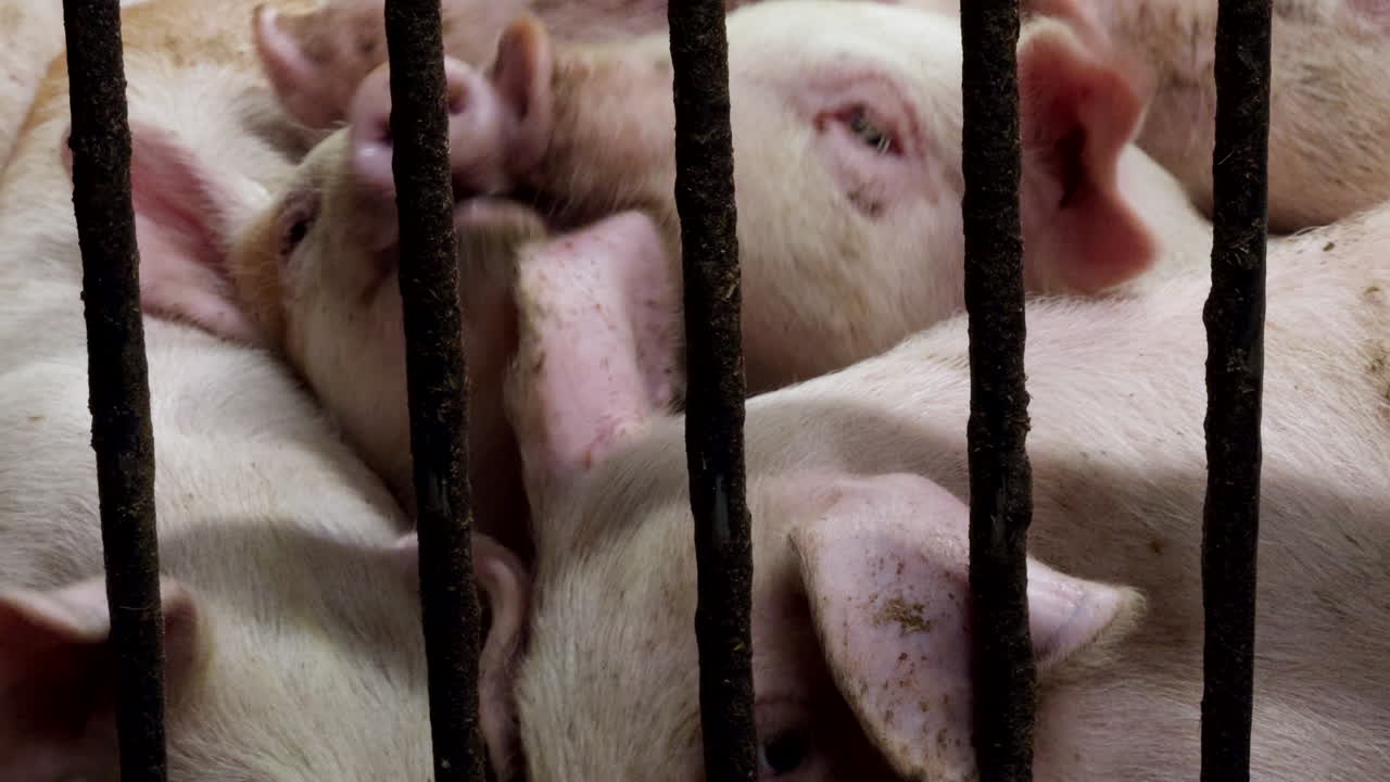 Closeup Of Piglets Inside Enclosure At Piggery. Pork Production.