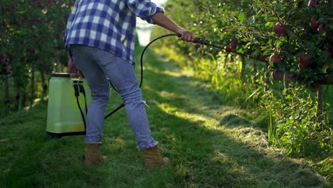 a person spraying fruit trees in an apple orchard