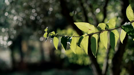 hojas iluminadas por el sol con un fondo bokeh suave