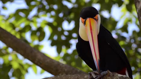 Toucan-bird,-member-of-bird-family-Ramphastidae,-standing-on-a-tree-branch-during-daytime-and-sunshine-weather