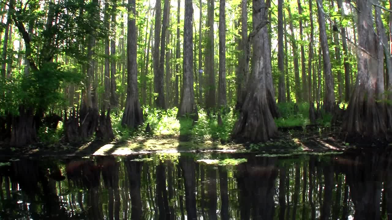 플로리다 에버글레이즈 2를 통해 보트에서 pov