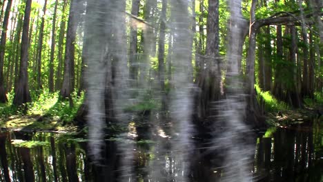 Pov-Desde-Un-Barco-A-Través-De-Los-Everglades-De-Florida-2