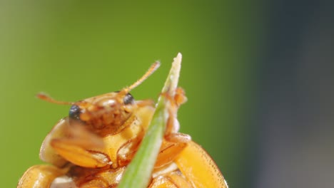 fotografía macro de la parte inferior del escarabajo asiático que sube corriendo por el tallo de la planta