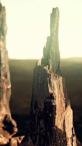 close-up of a charred tree stump in a forest