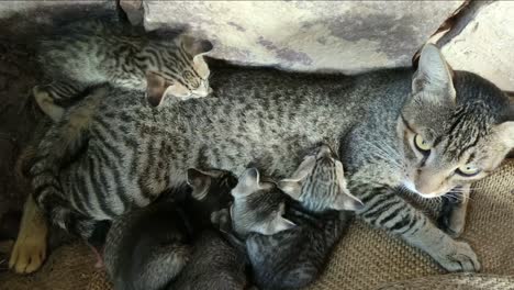 Very-cute-new-born-four-kittens-are-drinking-milk-to-their-cat-mother