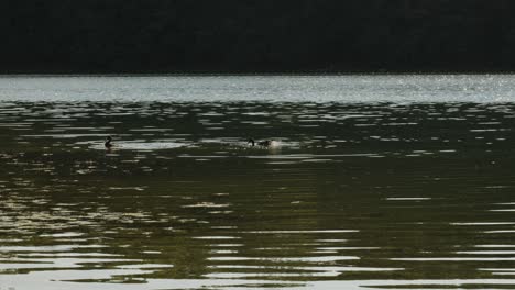 ducks at kashiubian głębokie lake