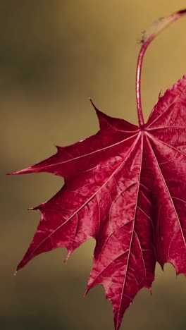 Close-up of a vibrant red maple leaf against a blurred background, captured from a side angle