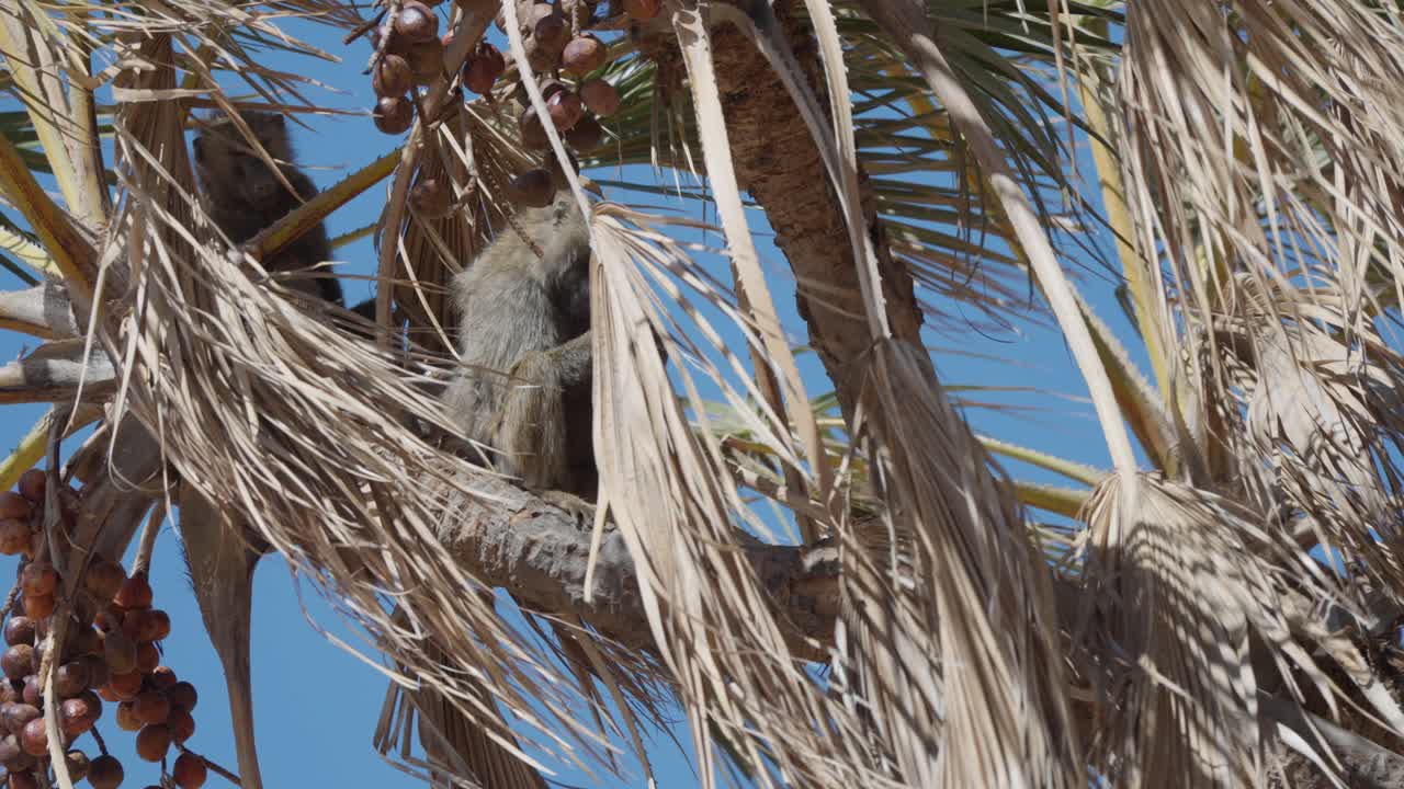 Un babbuino selvatico mangia frutta matura su una palma a Samburu, Kenya