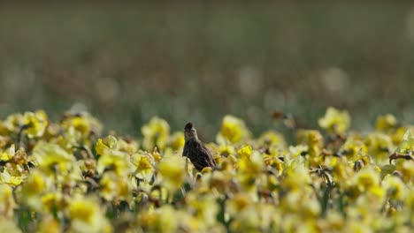 Dark-feathered-small-finch-bird-with-fan-feathers-on-head-takes-off-from-yellow-flowers