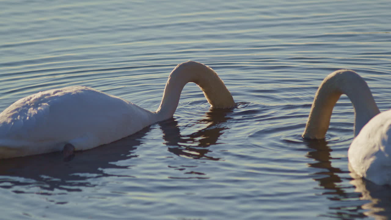 Beautiful slow-mo video of swans in spring, preening and attracting mates.