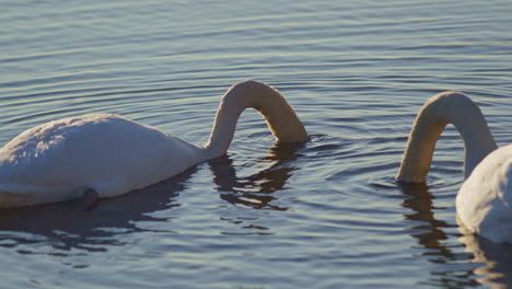 beautiful slow-mo video of swans in spring, preening and attracting mates.