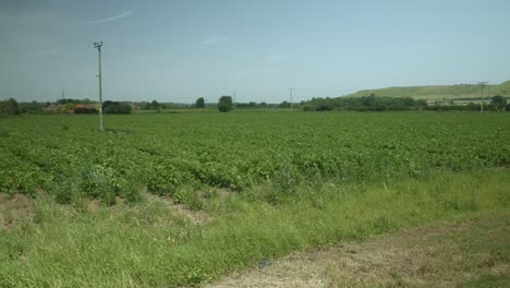 A-field-of-crops-waving-in-the-wind