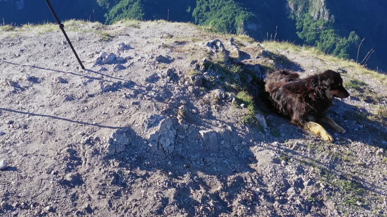 Black dog looking aside and lying in a rugged field on top of hill