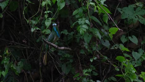 Mirando-A-Su-Alrededor-Desde-Su-Posición,-Un-Abejaruco-De-Barba-Azul-Nyctyornis-Athertoni,-Siente-El-Golpe-Del-Viento-A-Su-Alrededor,-En-El-Parque-Nacional-De-Kaeng-Krachan-En-Tailandia