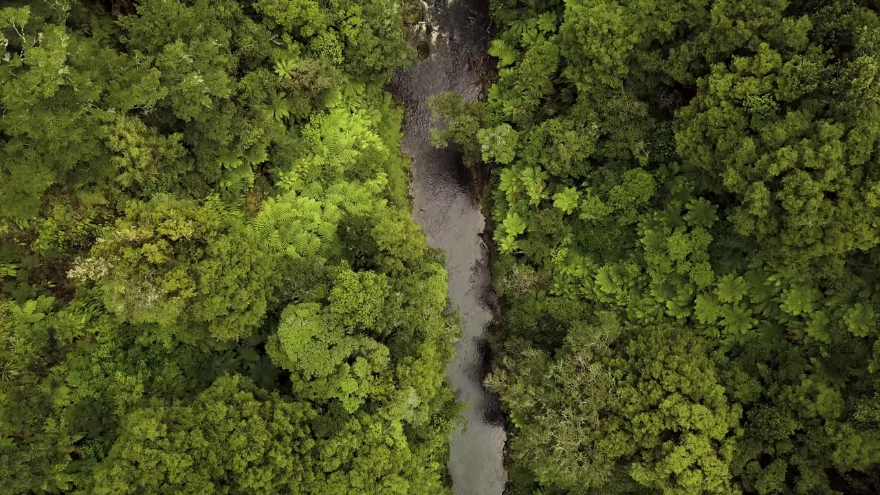 exuberantes bosques verdes de la isla norte de tangarakau, nueva zelanda - toma aérea