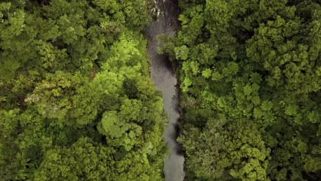 Exuberantes-Bosques-Verdes-De-La-Isla-Norte-De-Tangarakau,-Nueva-Zelanda---Toma-Aérea