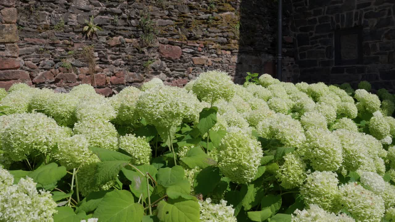 Flower plants large hedge of Hydrangea arborescens Annabelle a popular deciduous shrub