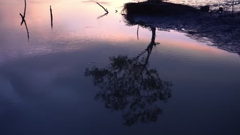 reflection of mangrove tree in water