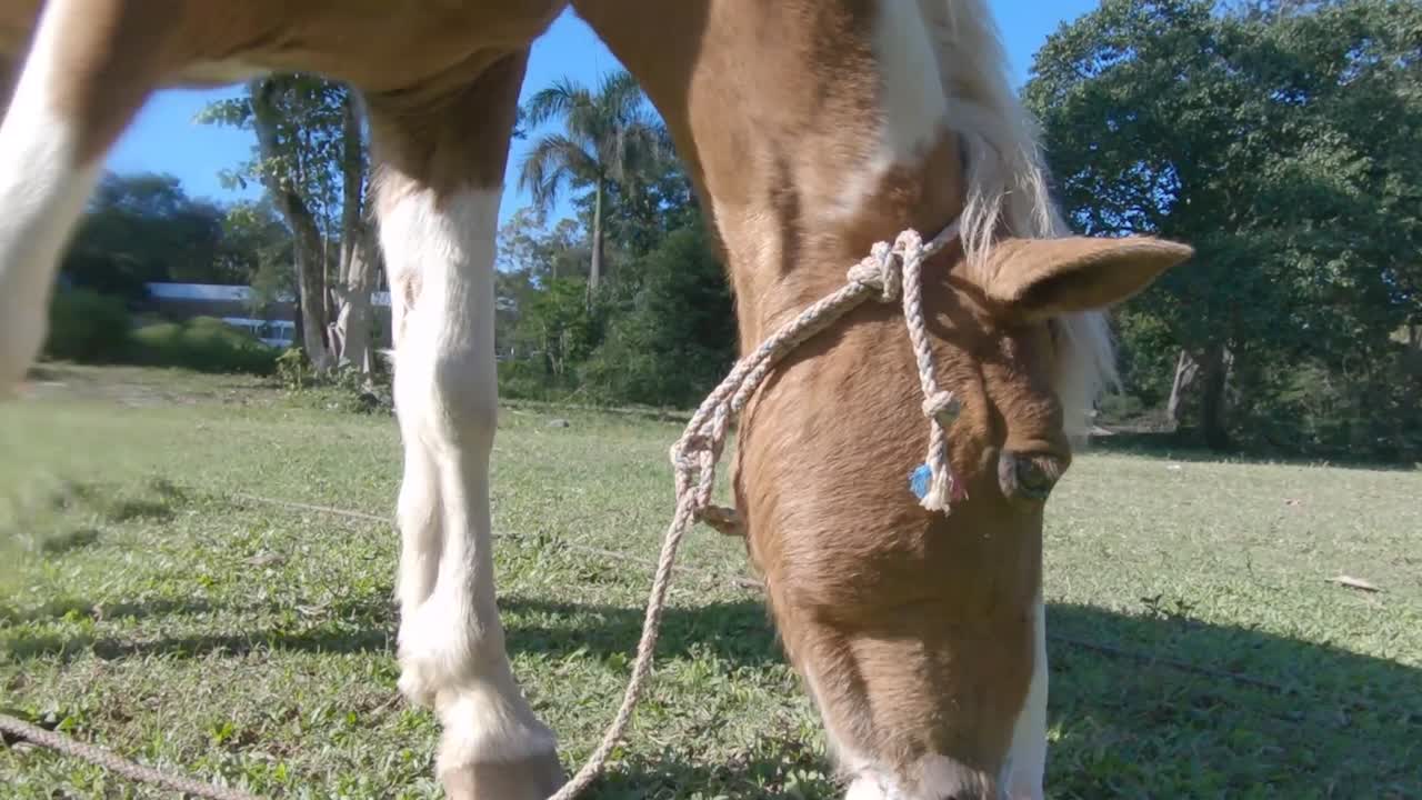 fotocamera chiusa a un cavallo legato nel prato mentre si mangia dall'erba