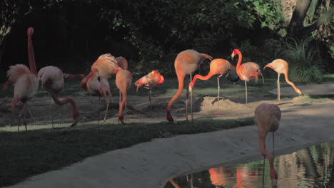 flamingos no seu habitat