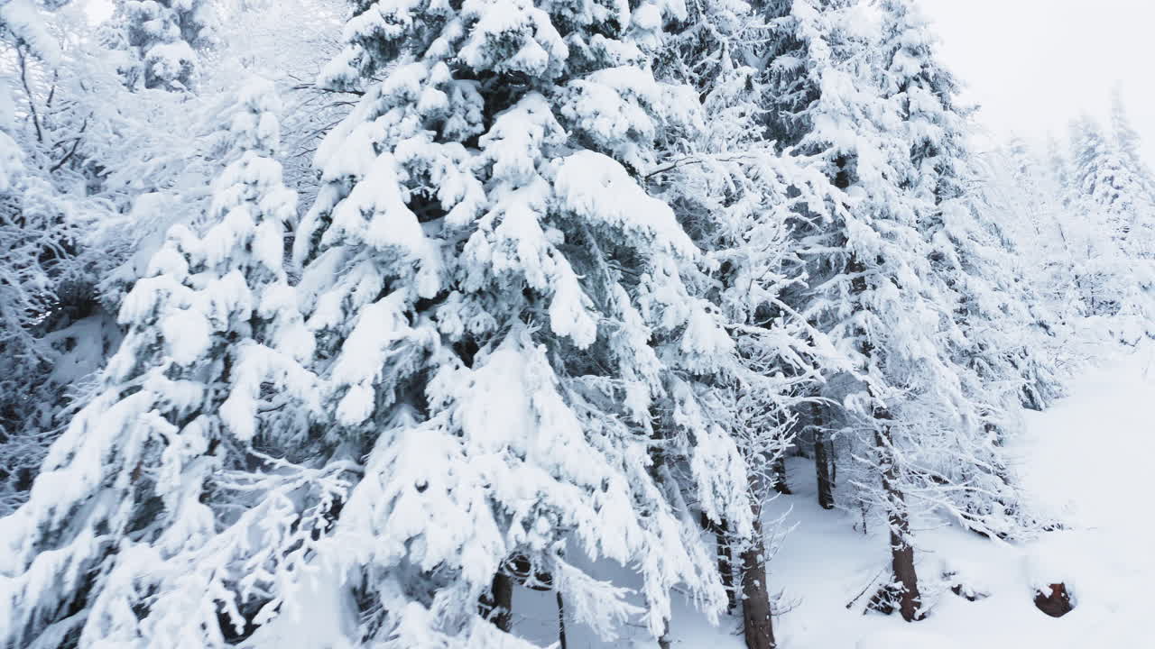 Snowy Trees in Winter