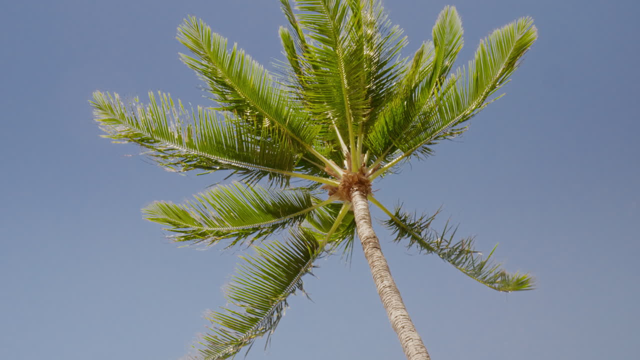 미국 마우이 해변의 코코넛 야자수에 대한 낮은 각도 보기