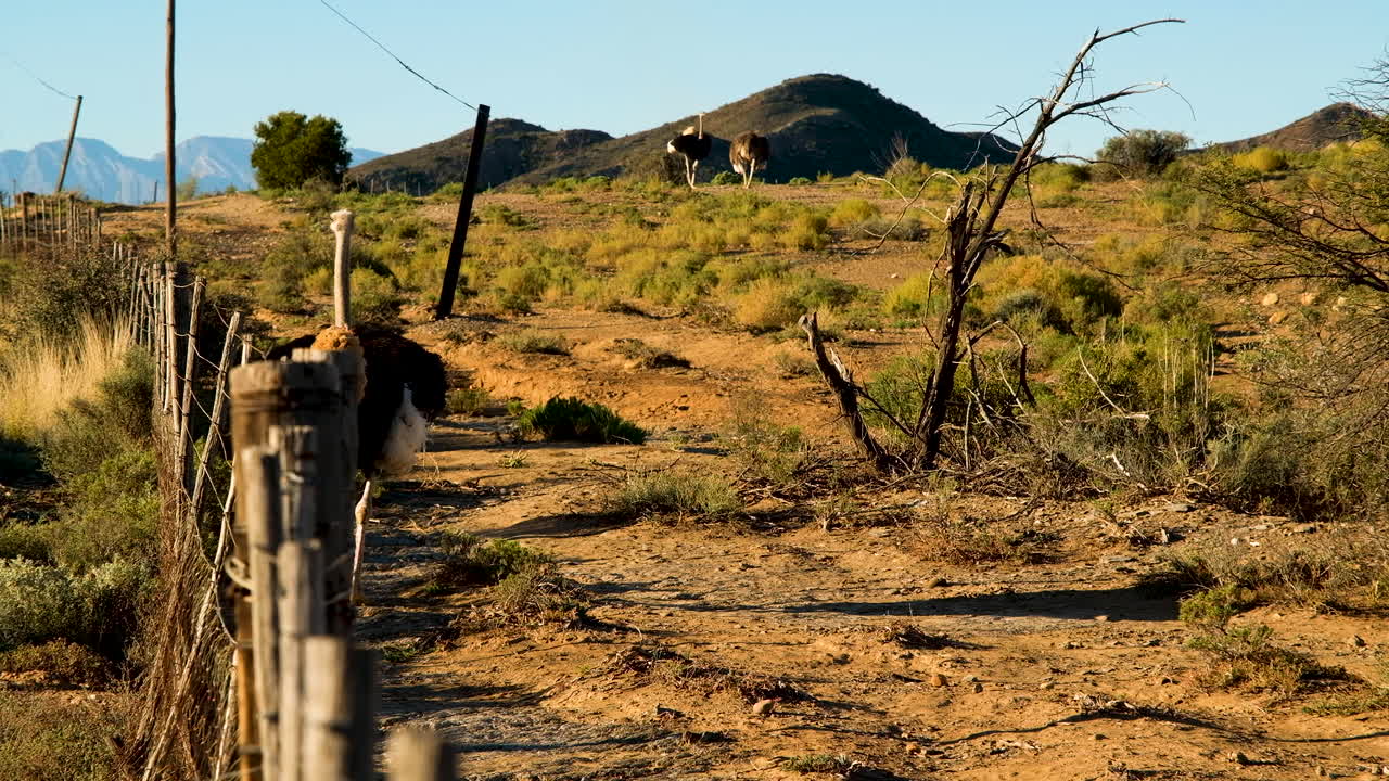 그의 캠프, oudtshoorn의 검은 깃털 순찰 울타리와 남성 타조