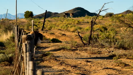 Male-ostrich-with-black-plumage-patrols-fence-of-his-camp,-Oudtshoorn