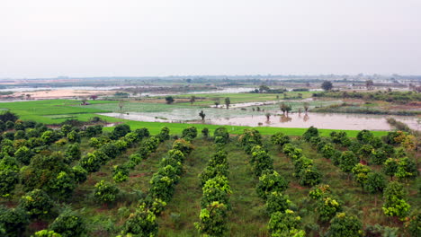 Aerial-drone-footage-moving-forward-above-mango-field-and-rice-field-in-Cambodia