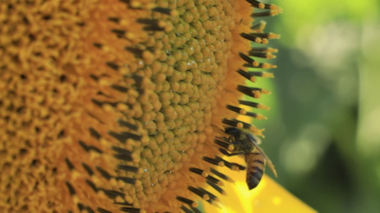abeja aislada recolectando polen en el girasol, cámara lenta de cerca