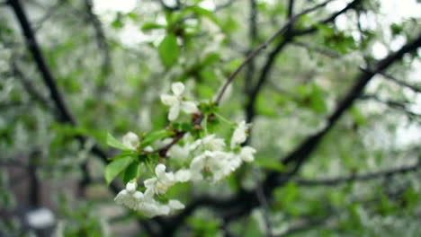 Kirschblüte.-Kirschblume-Im-Wind.-Frühlingsblume-Blüht-Auf-Kirschbaum