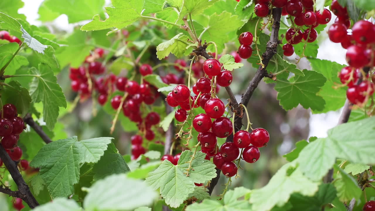 Close up of ripe cranberries on a branch in the garden