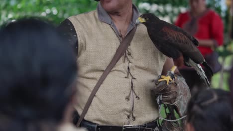 educational talk with a falcon, falconer’s insightful session