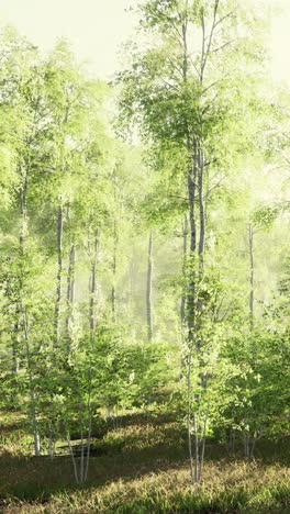 misty forest with sunbeams