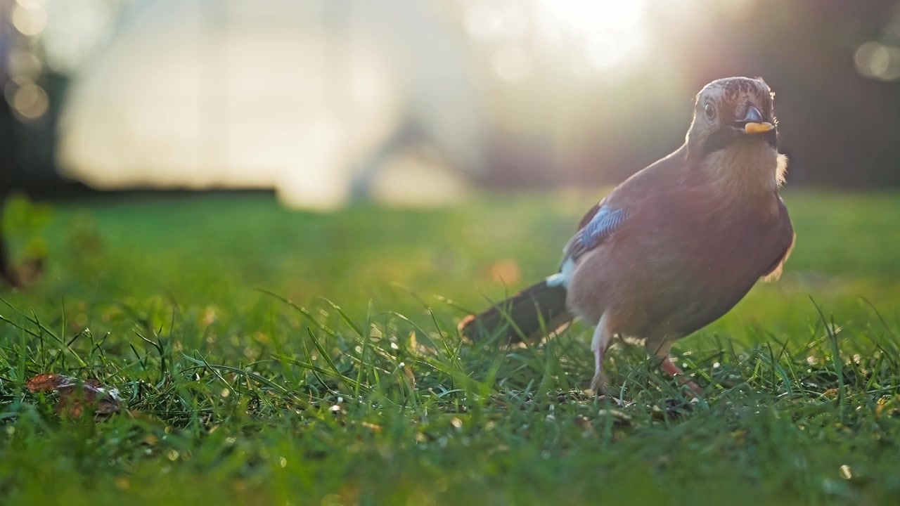 La luce dorata del sole delinea piume vivaci mentre un uccello selvatico si nutre con calma.