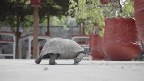 Paseo-De-Tortugas-En-Las-Calles-De-La-Ciudad-De-Kabul,-Afganistán